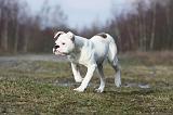 BOULEDOGUE AMERICAIN 021